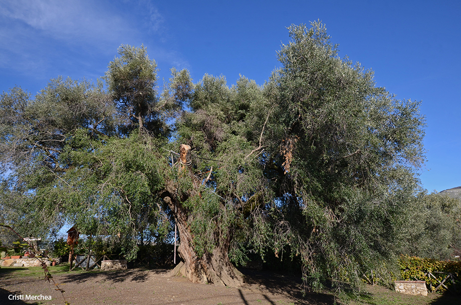 „Măslinoiul” din Canneto (Sabina) – cel mai mare măslin din&nbsp;Europa