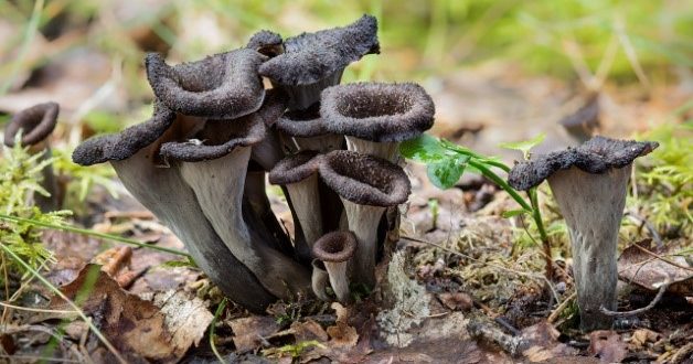 TROMPETELE MORȚILOR – CIUPERCILE EXTRAORDINARE PE CARE ROMÂNII NU LE&nbsp;CULEG